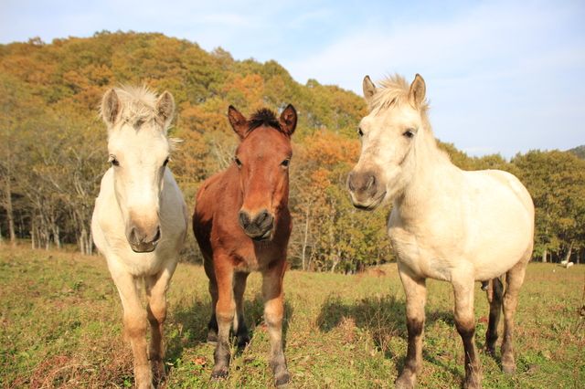 Dosanko / Hokkaido Pony